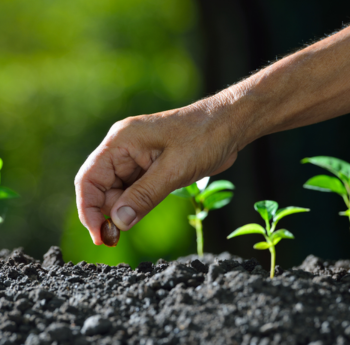 Organic seeds and crop planning